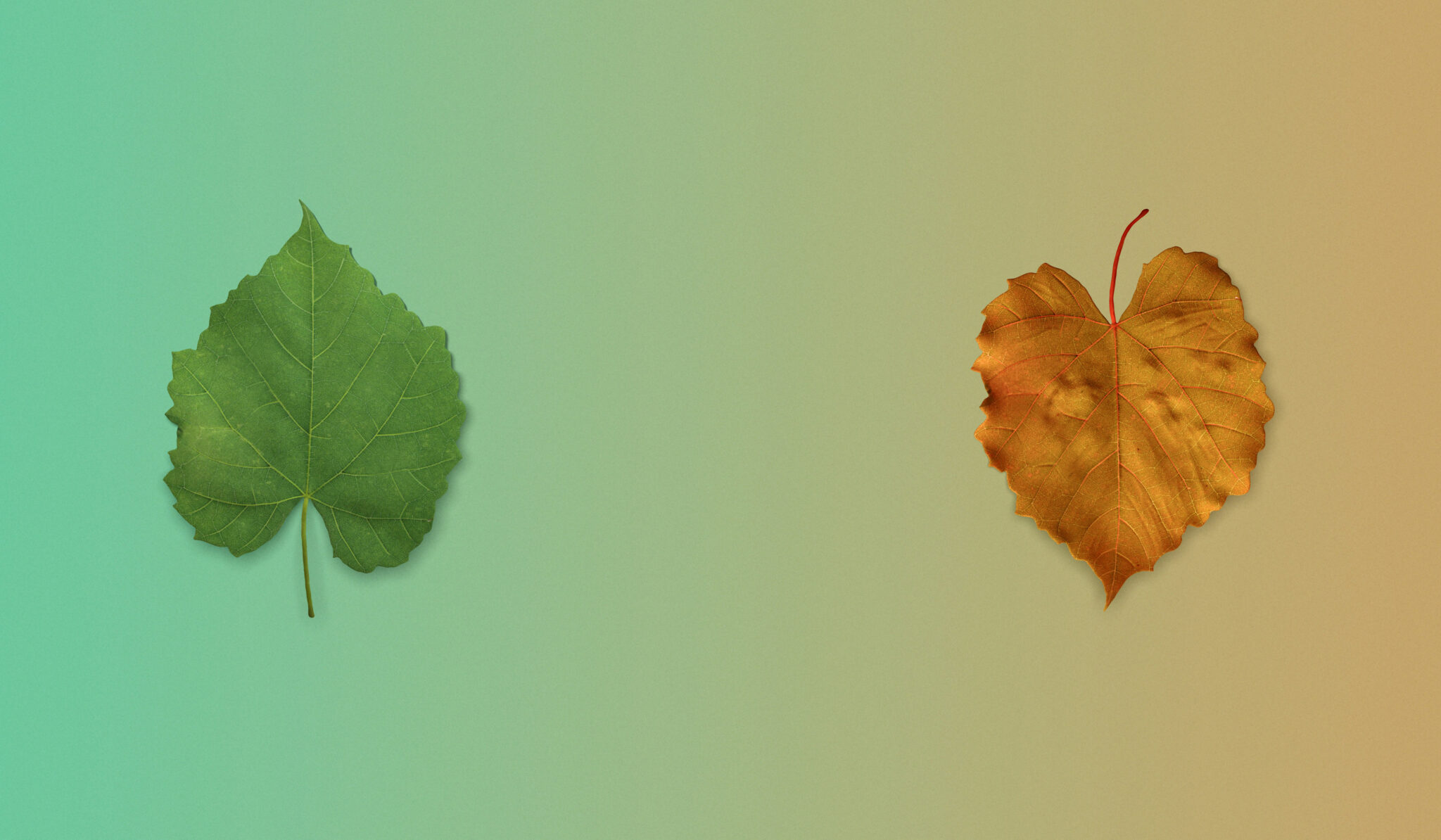 The CORE Framework | Carbon180