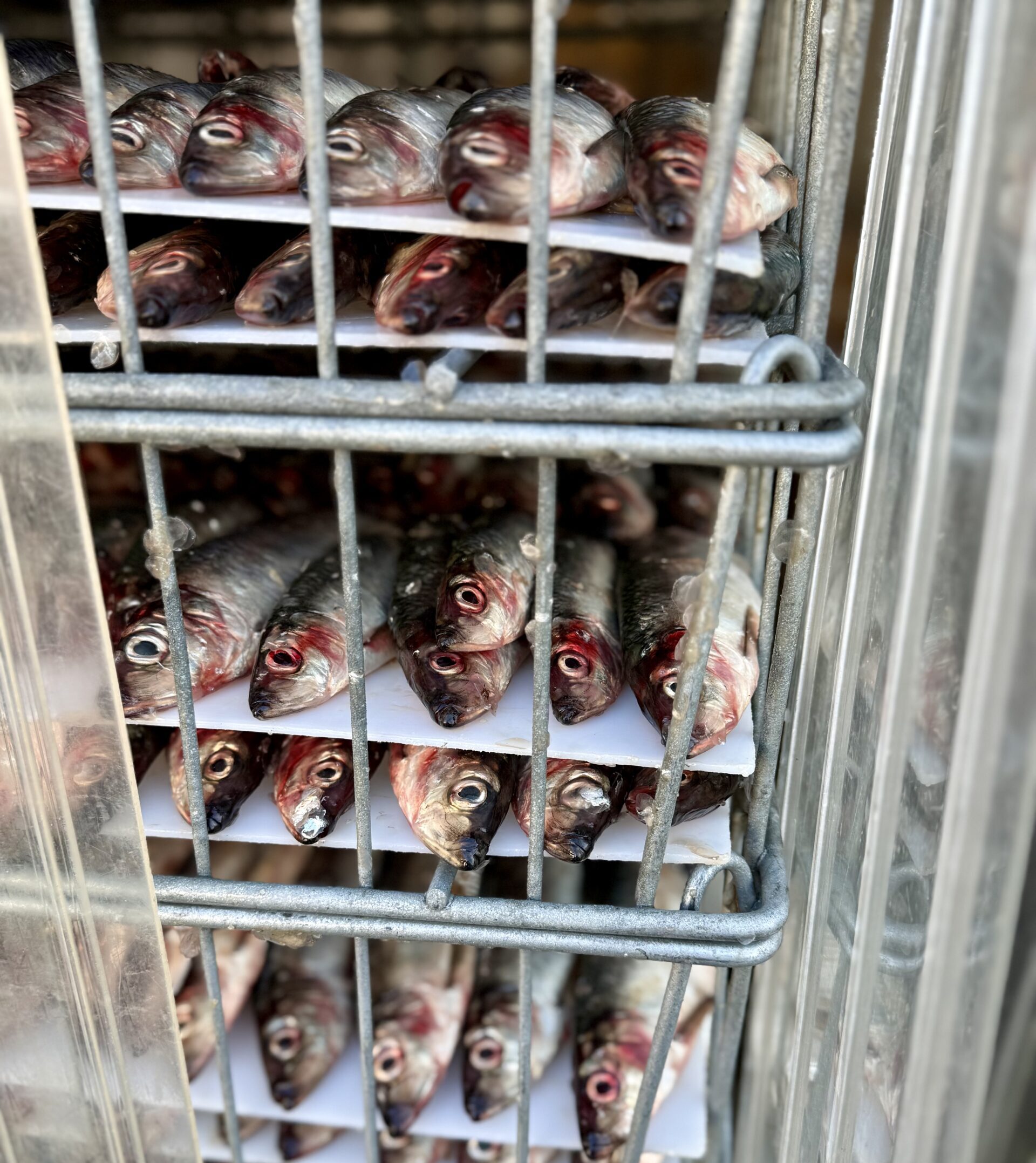 Wildsource in Kodiak, AK preparing herring for the blast freezer.
