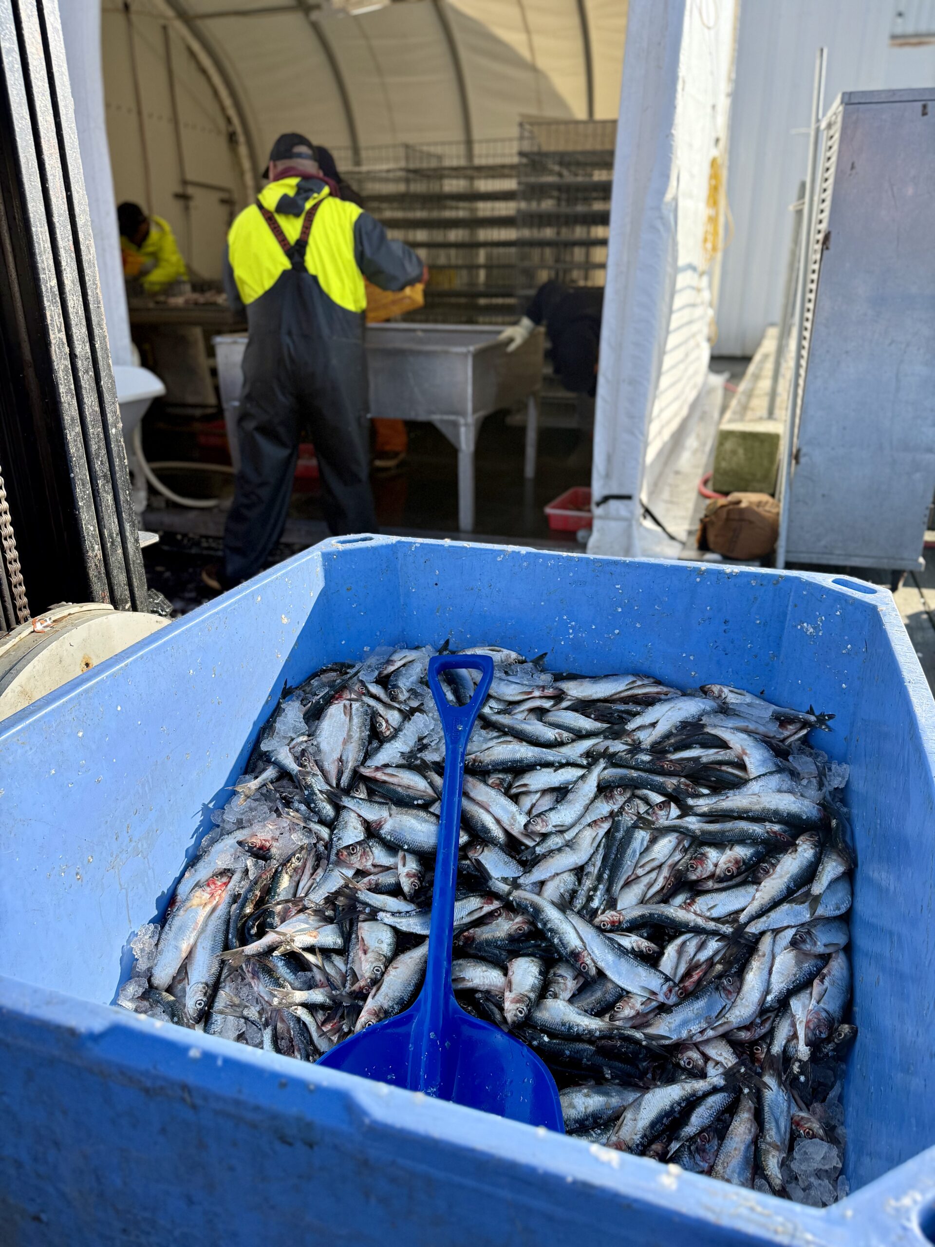Tote full of herring being processed.