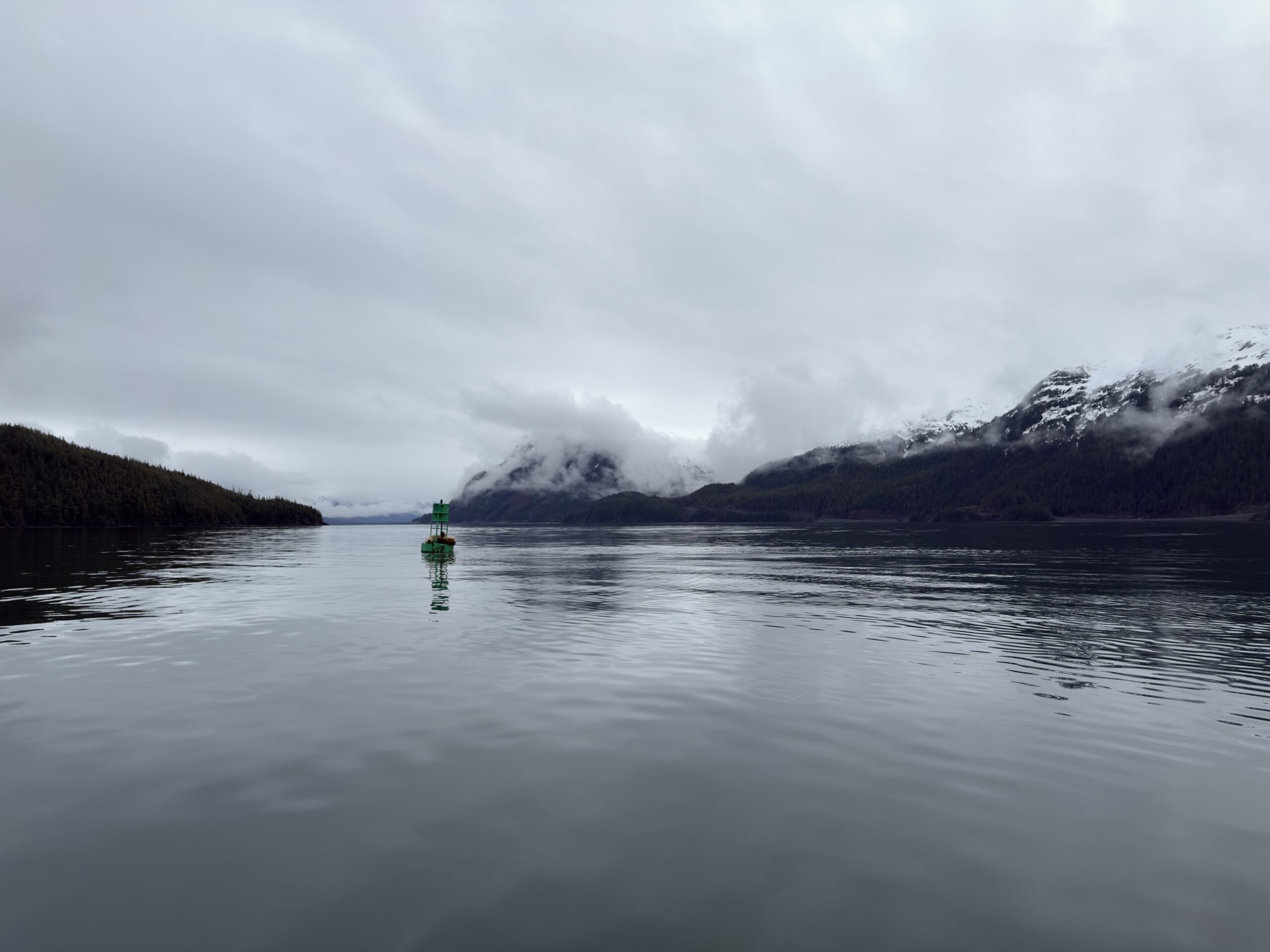Endangered Steller sea lions taking a break on a marker buoy in Orca Inlet, just outside of Cordova, AK.