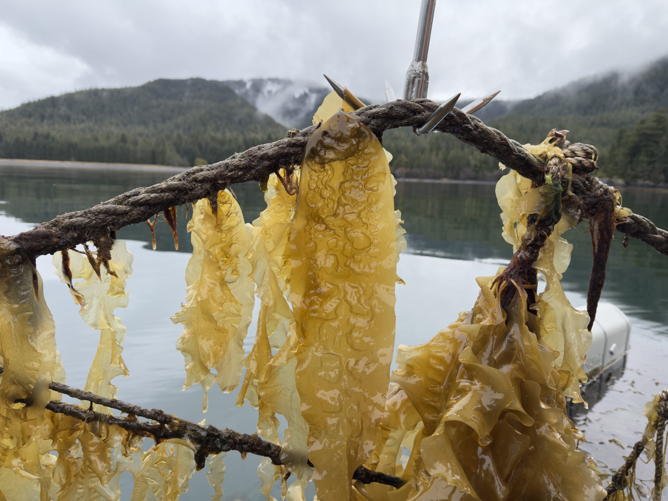 Sugar kelp growing on the Native Village of Eyak's farm.