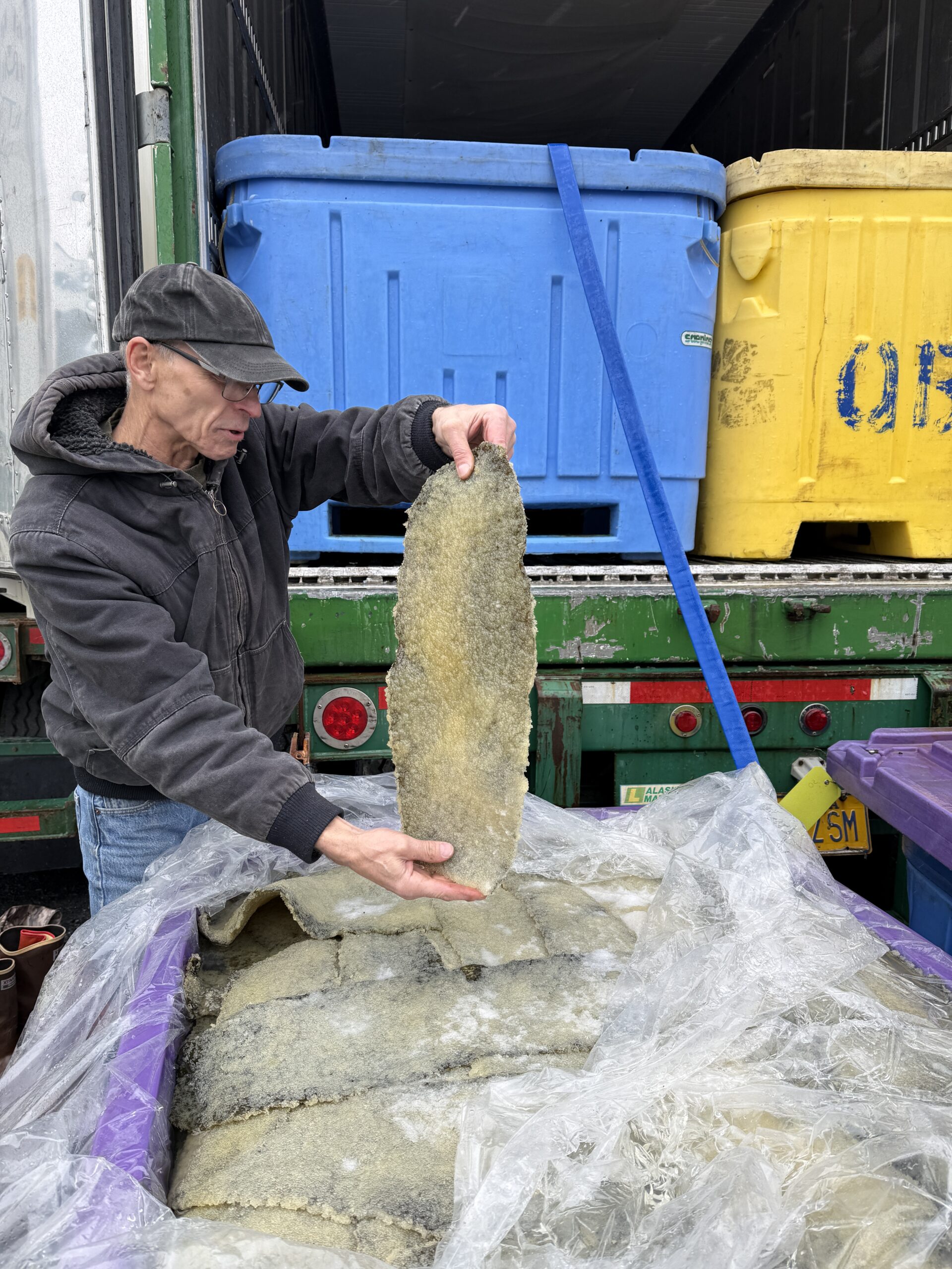 Prince William Sound herring roe on giant kelp (Marcocystis pyrifera) salted and ready for shipping to buyers in Japan.