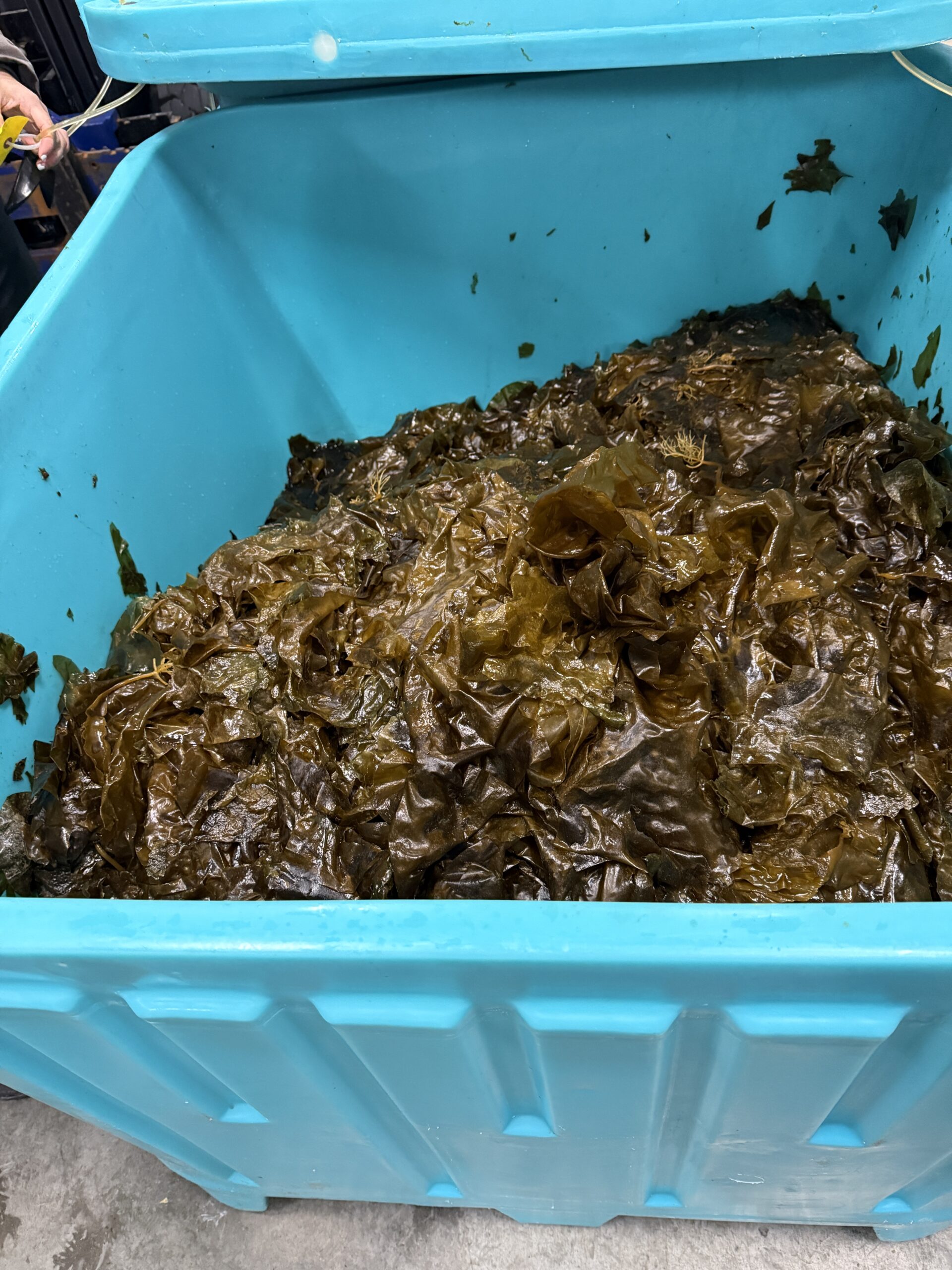 Sugar kelp ready for processing at Silver Bay Seafoods in Cordova.