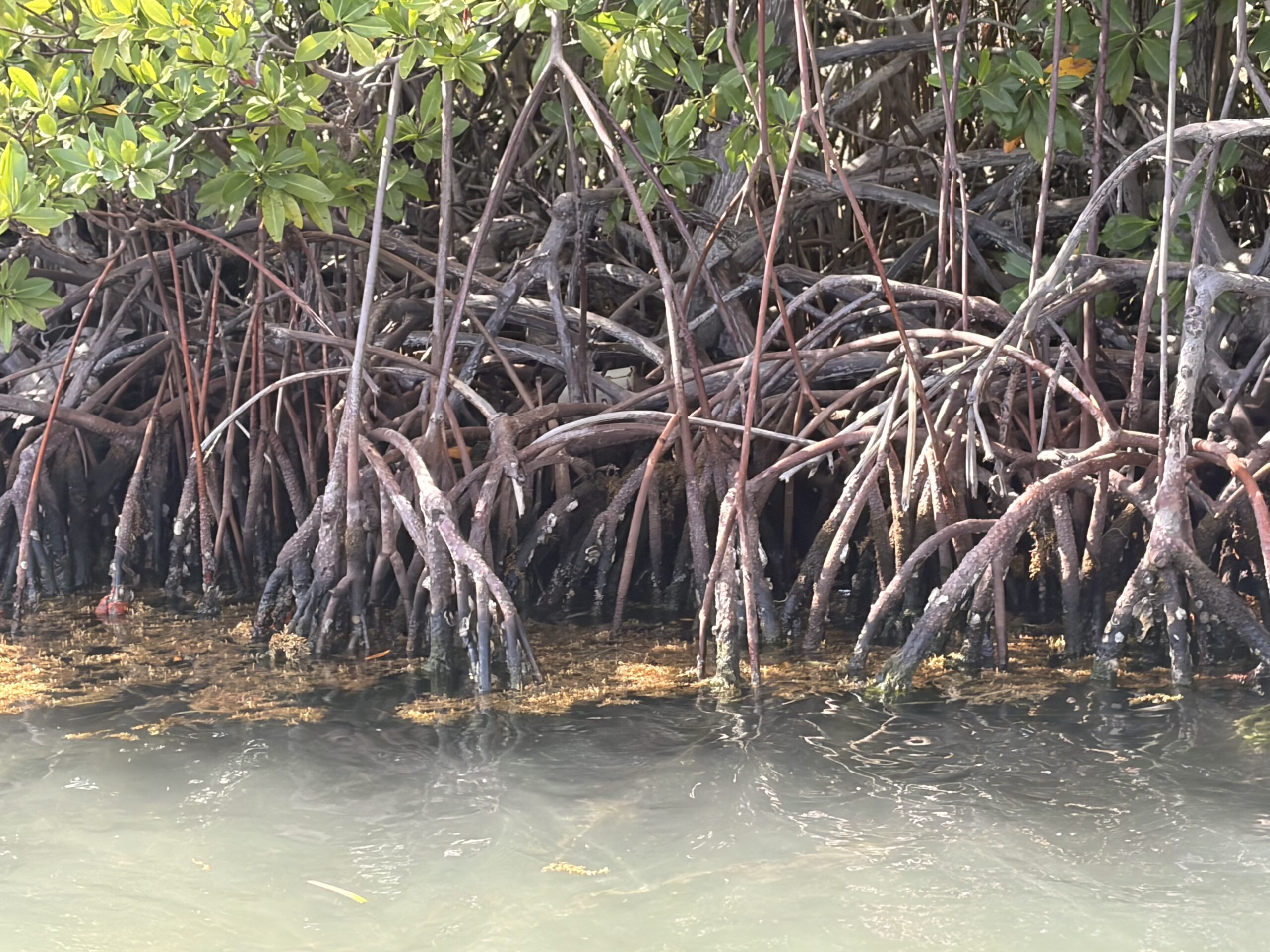 A closeup of the intricate limbs in a mangrove forest near Cayo Maguey at the ISER Caribe offices.