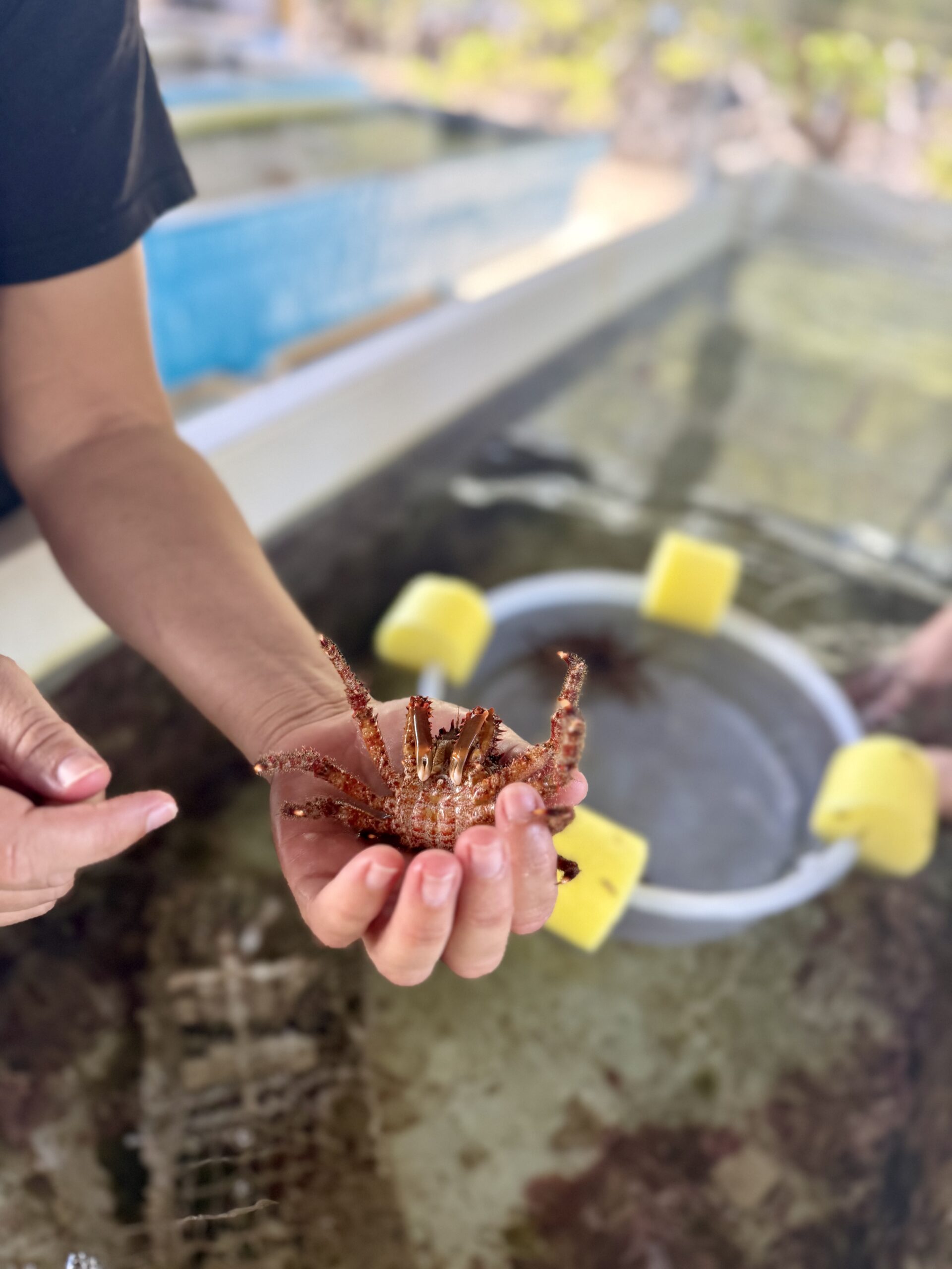 ISER Caribe staff member holds a crab from the nursery describing its age and function