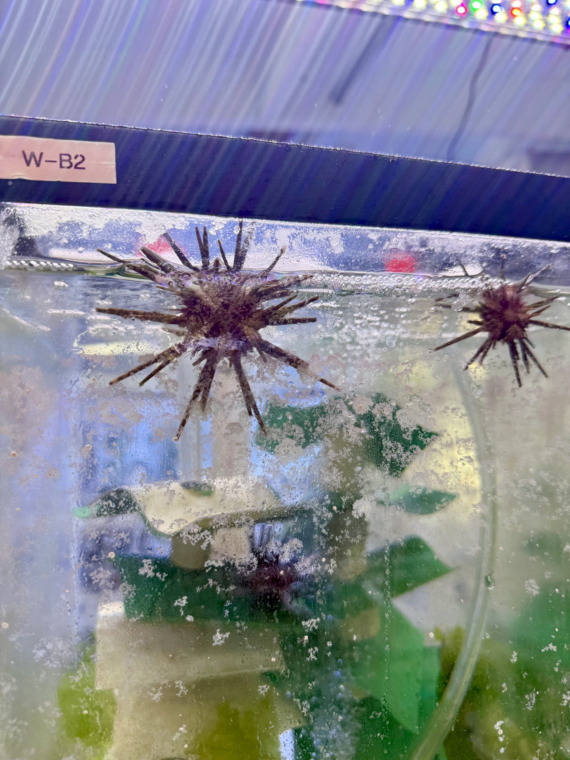 Sea urchins in ISER Caribe's nursery