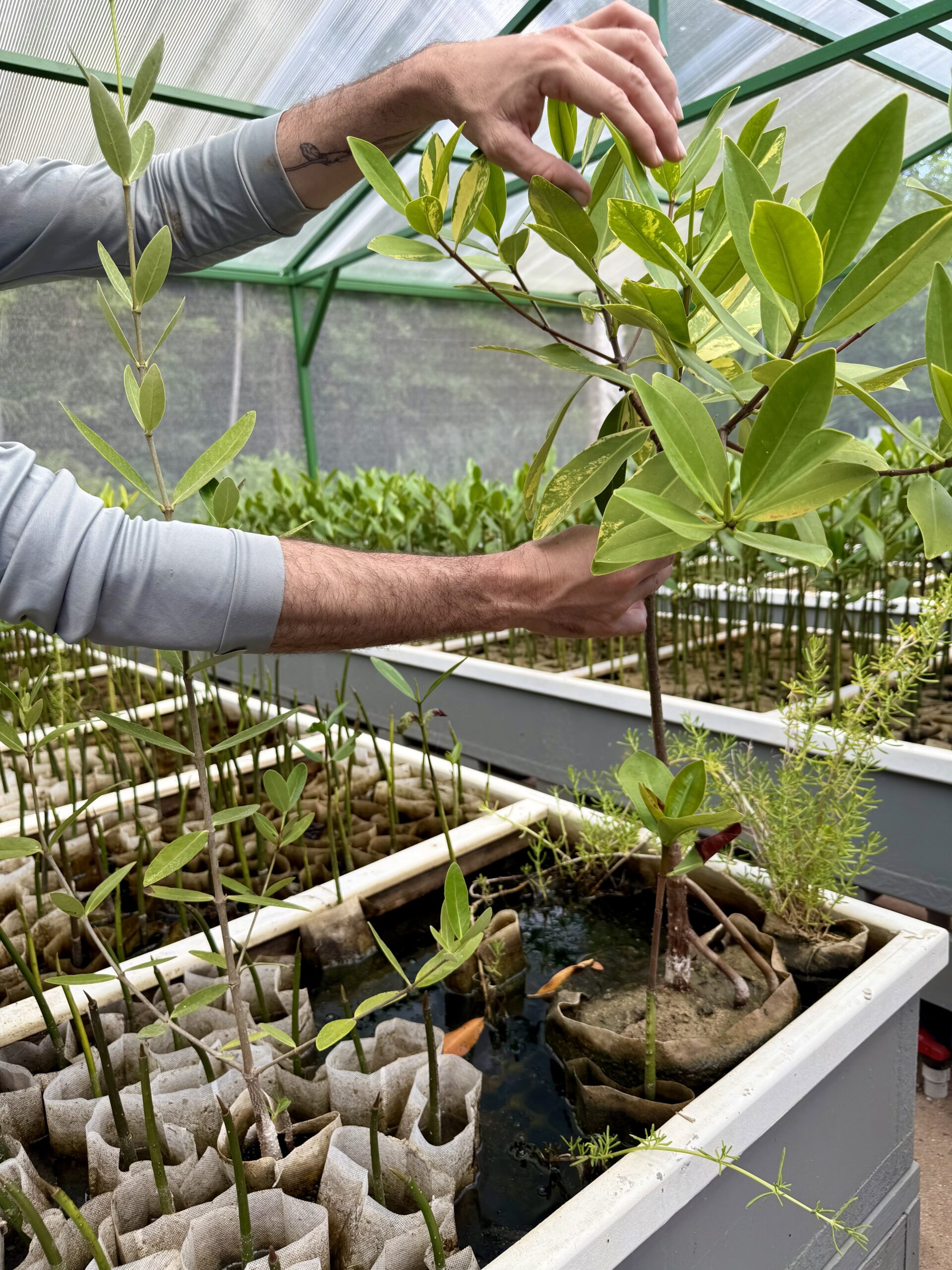 A mangrove nursery. There are four kinds of mangroves found in Puerto Rico: red, black, white and button