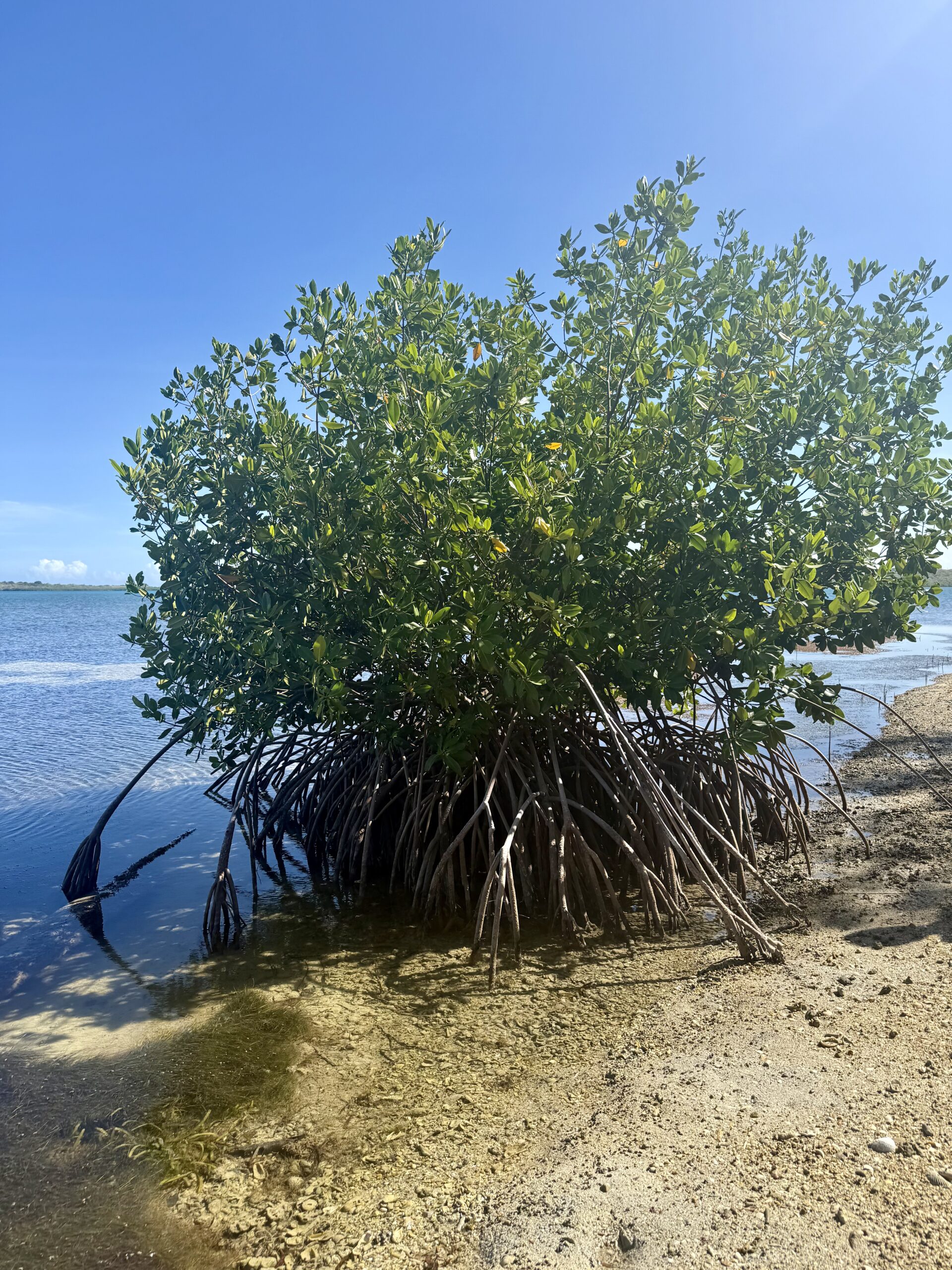 Behind the nursery is a beach with a small mangrove forest that survived the storms. ISER uses this particular mangrove for research to understand what made this particular part of the mangrove so resilient.
