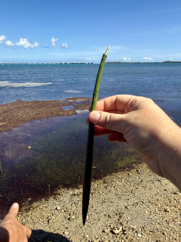 A mangrove seed in Ceiba facing the islands of Culebra and Vieques, often an area first hit by incoming storms