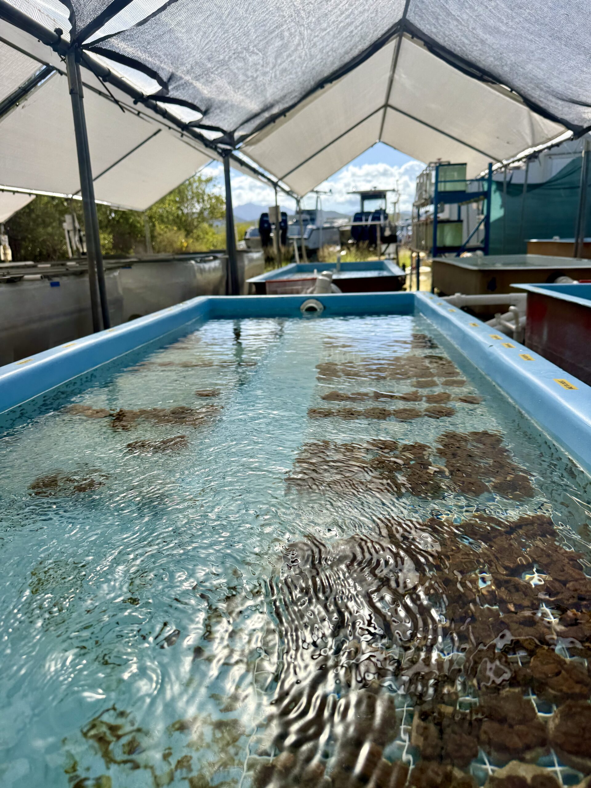 Coral fragments grow and fuse together over time until they are mature enough to be harvested and planted out in the sea