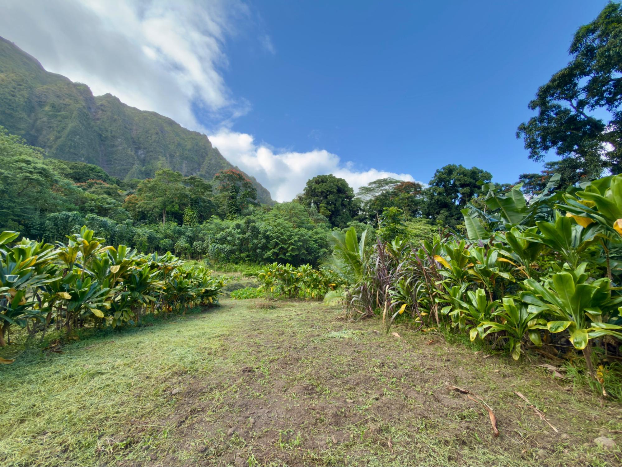 Luluku Farms